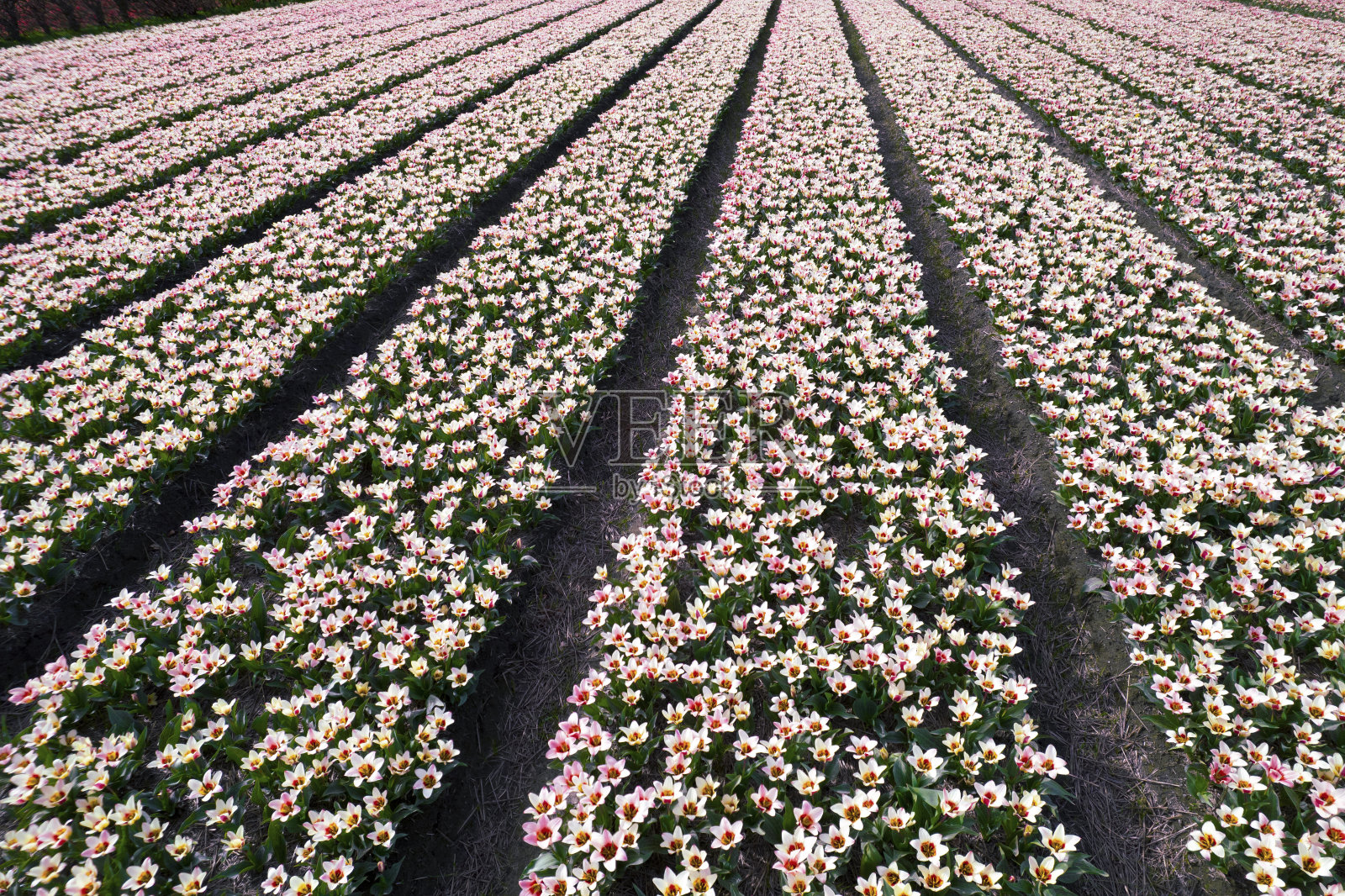白粉色郁金香种植园照片摄影图片