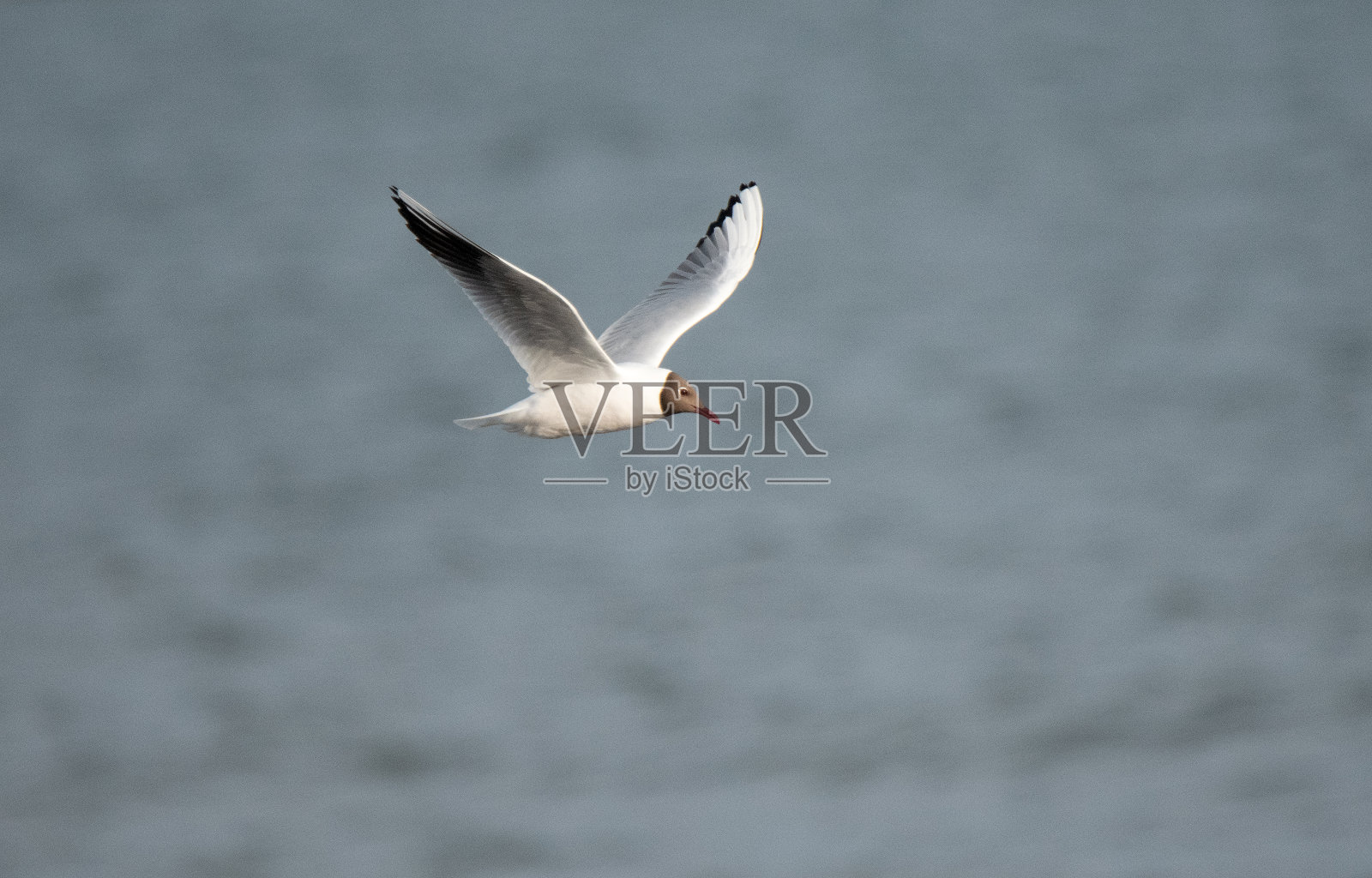 2024年6月,自然-瑞典南部照片摄影图片