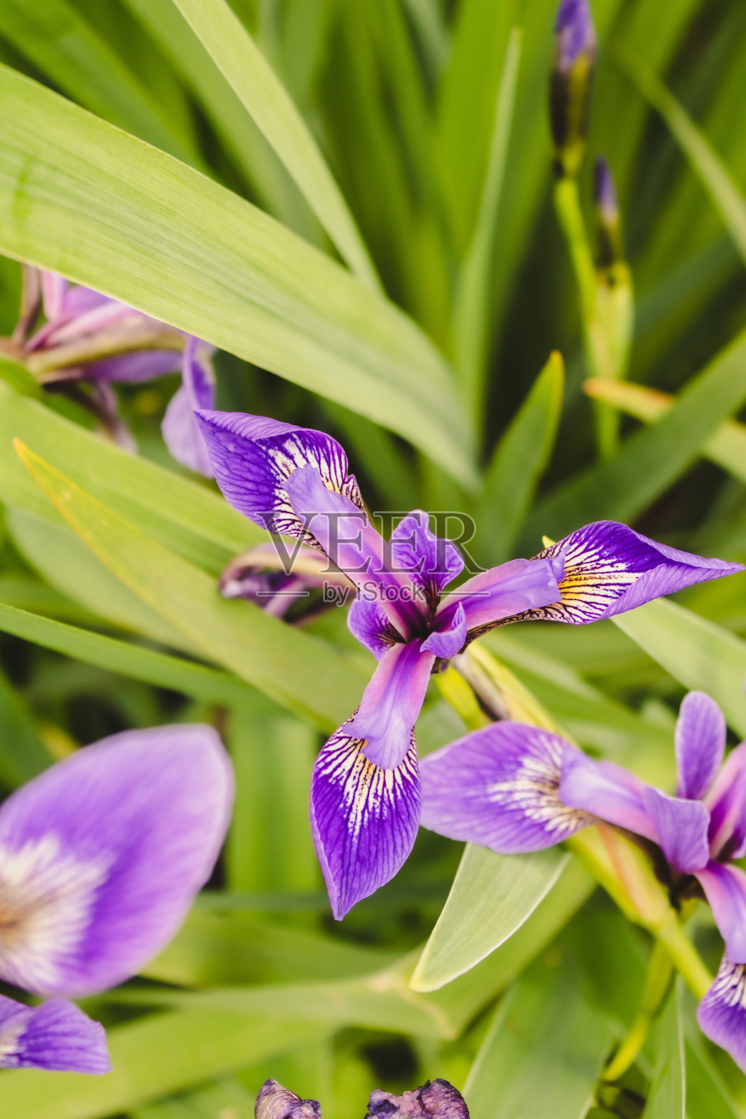 紫色鸢尾花野花形状缅因州照片摄影图片
