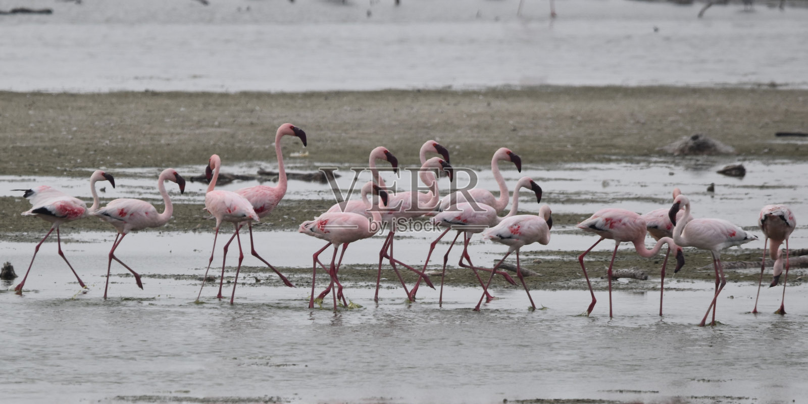 小火烈鸟,斯特兰德方丹污水处理厂,南非照片摄影图片