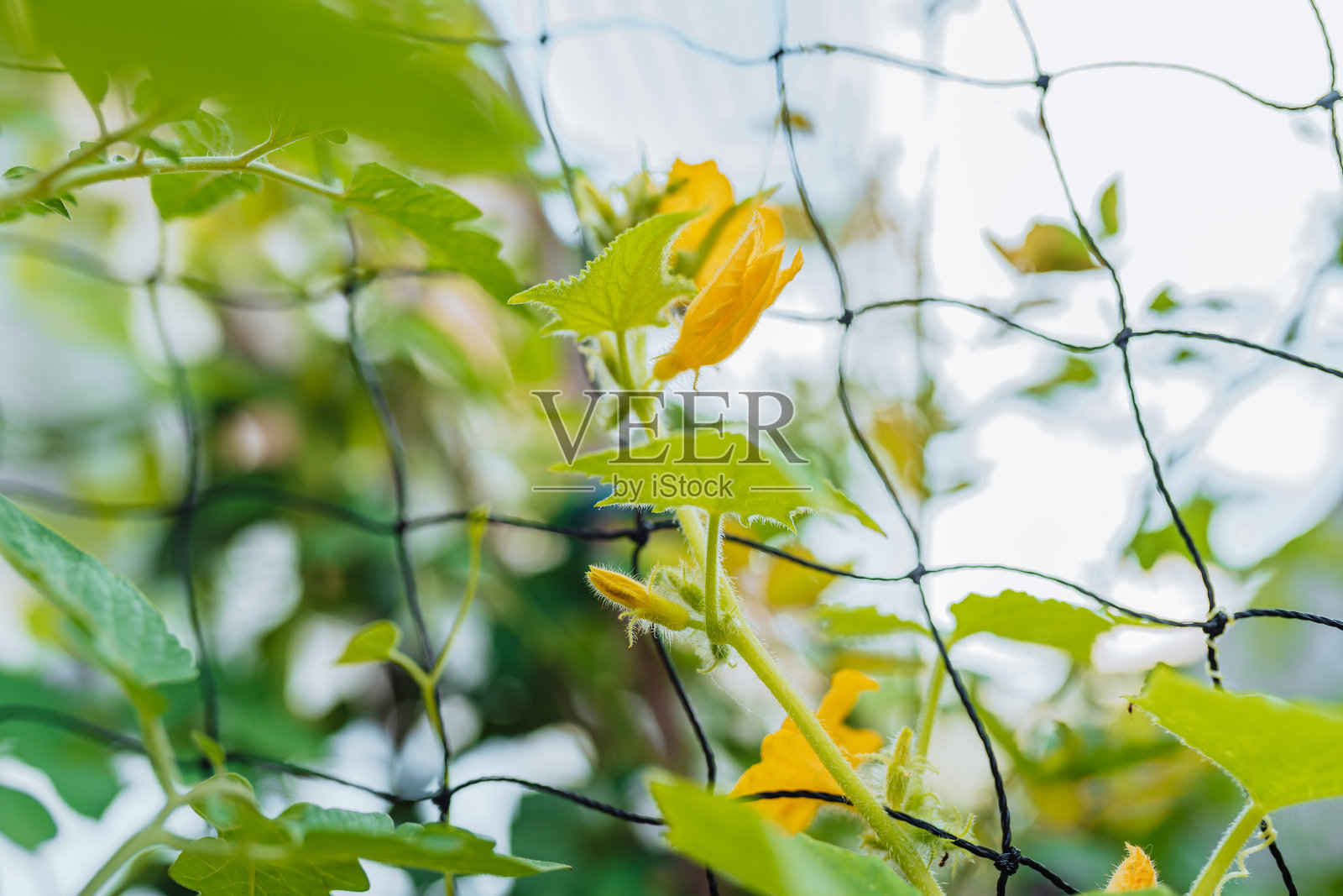 黄瓜植株沿网格编织,有花序梗和果实照片摄影图片