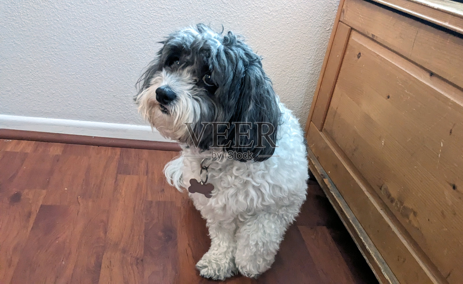 家里有只狗照片摄影图片