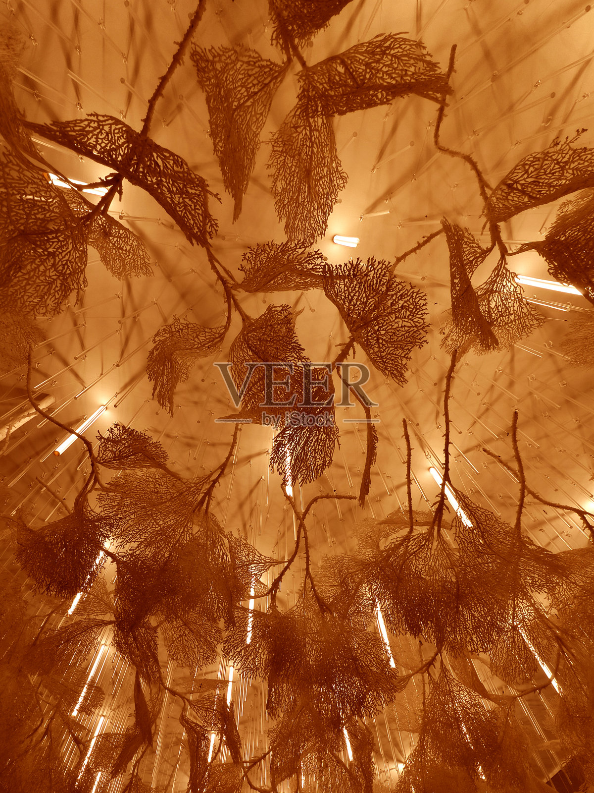 带有树叶和树枝图案的现代背景照片摄影图片