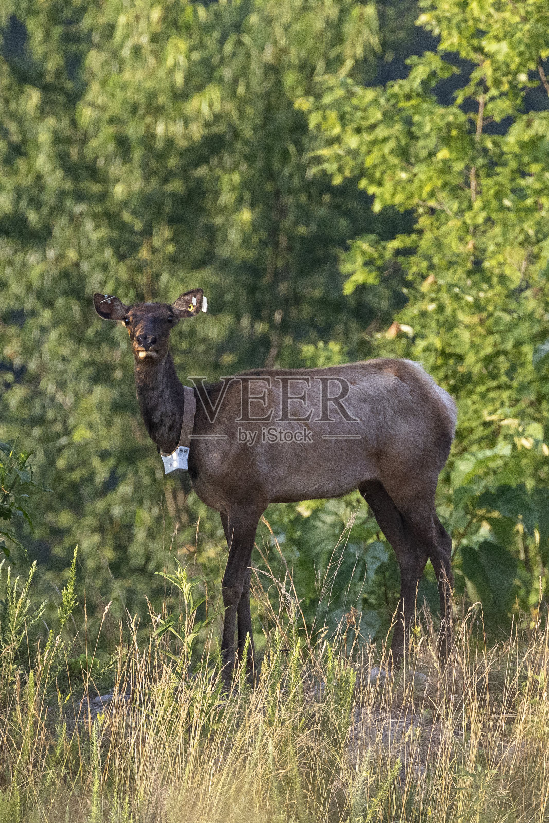 麋鹿照片摄影图片
