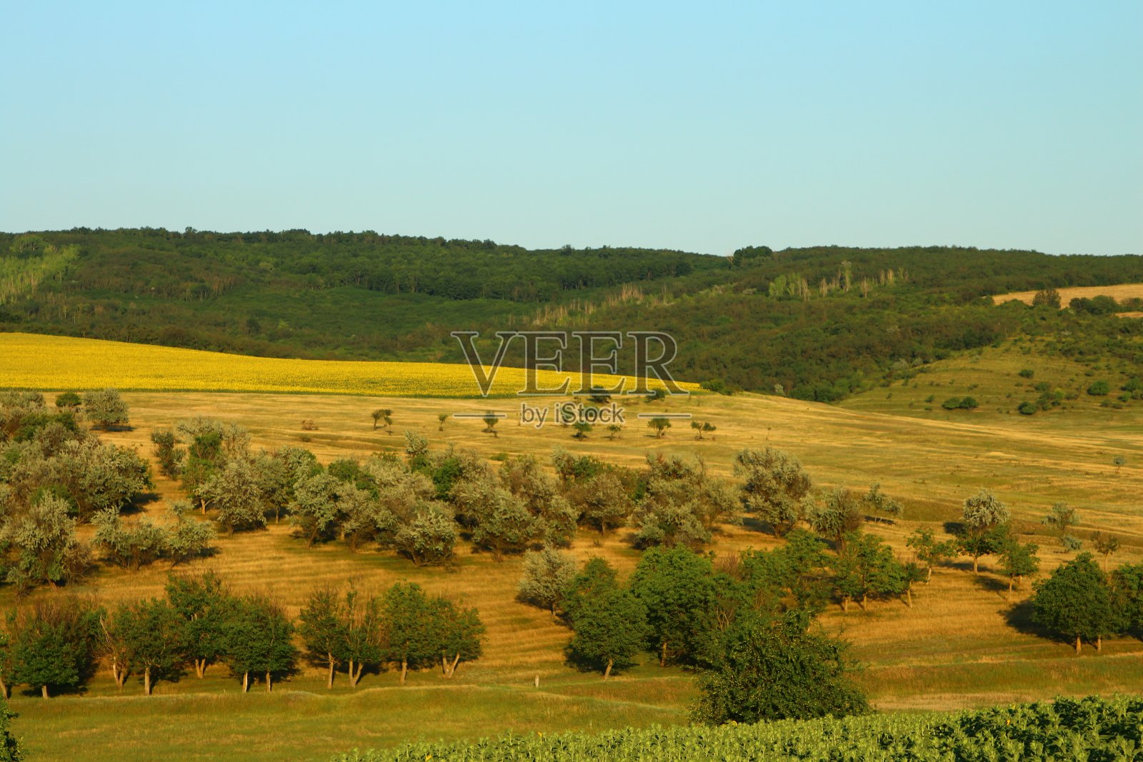 一片绿油油的田野照片摄影图片