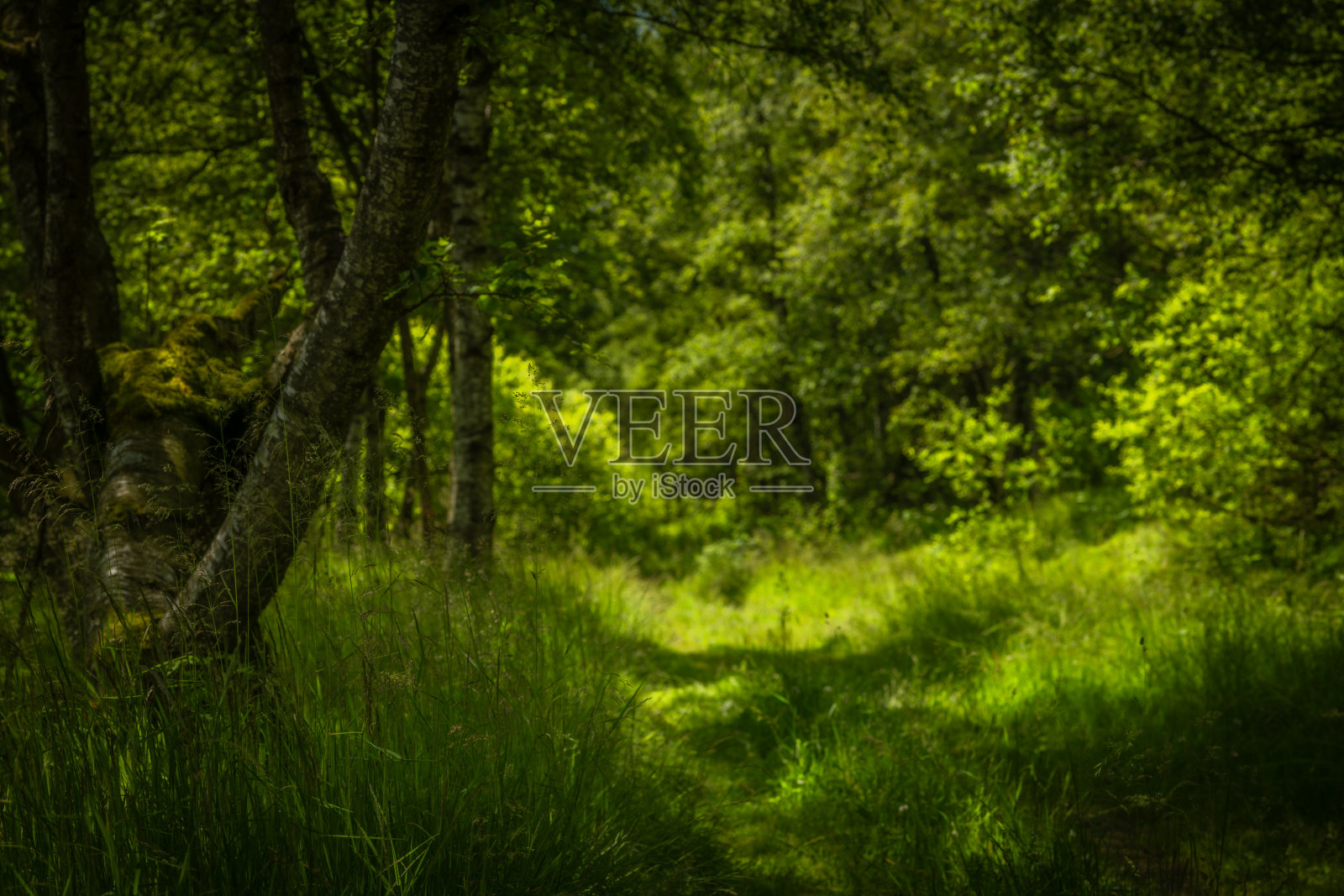 克鲁恩山脉的森林和草地,阳光明媚,色彩清新照片摄影图片