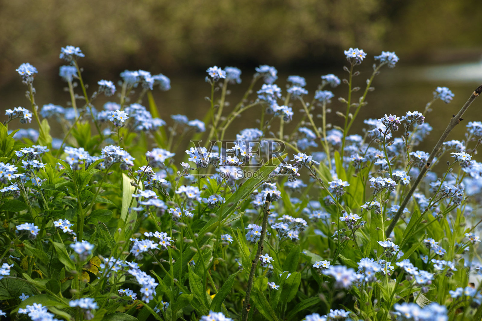 林木性肌炎(勿忘我)照片摄影图片