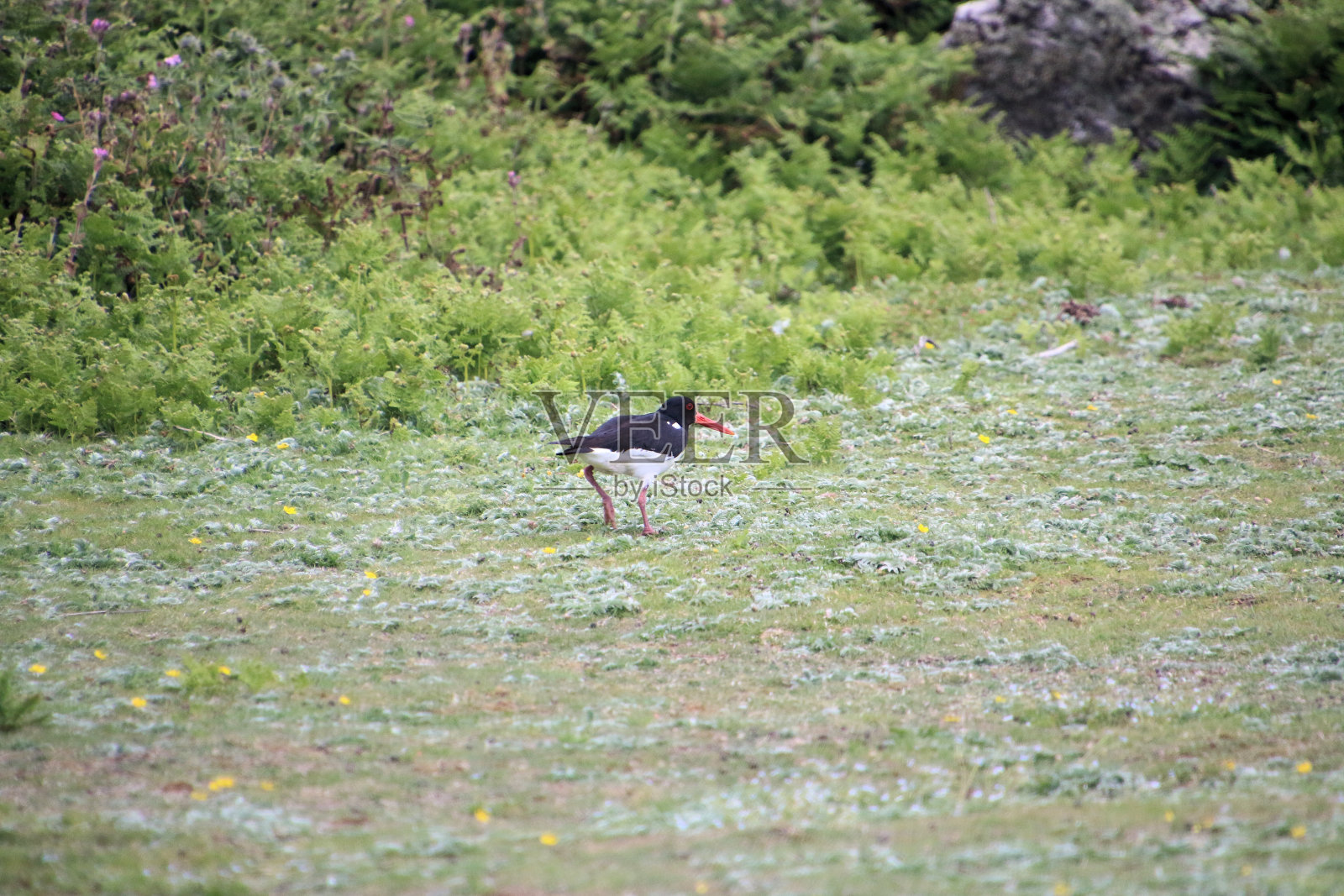 牡蛎捕手的景色照片摄影图片