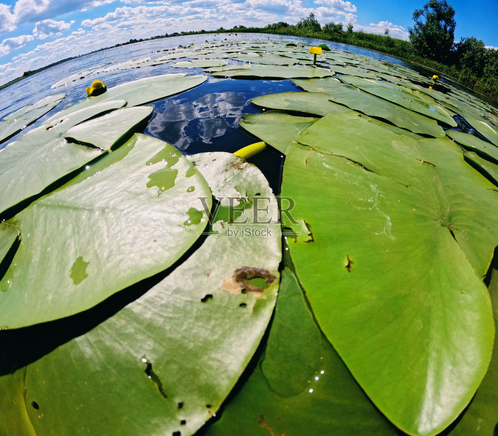 湖景水生植物百合花照片摄影图片