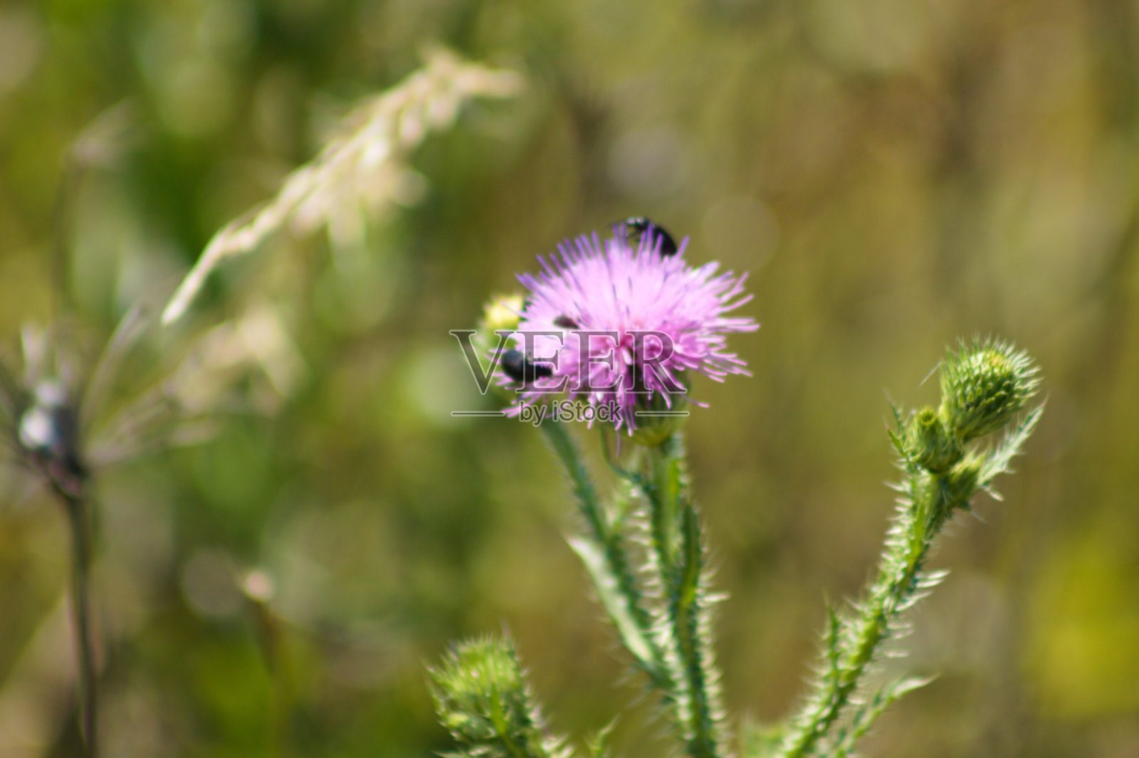 特写刺无羽蓟花与绿色模糊植物的背景照片摄影图片