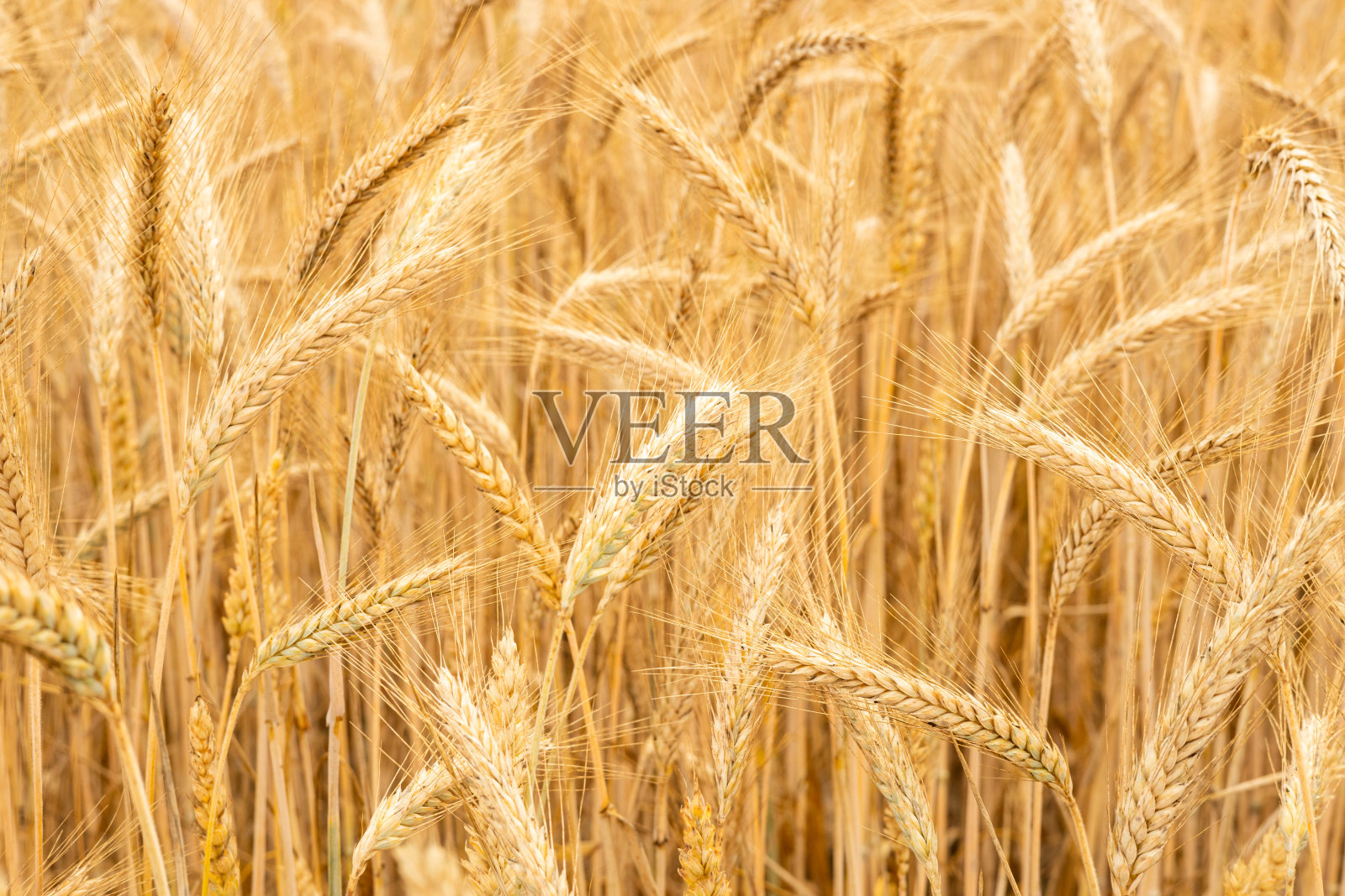 麦田。成熟的黑麦穗。概念,农业和食品。粮食出口,农产品合同,收购价照片摄影图片