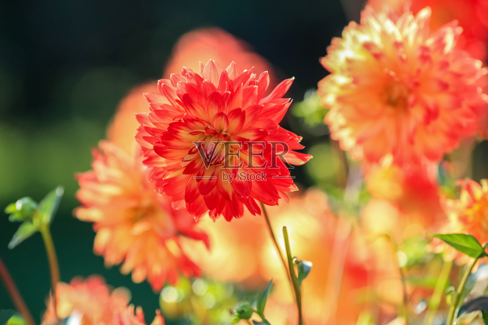 秋天盛开的大丽花照片摄影图片