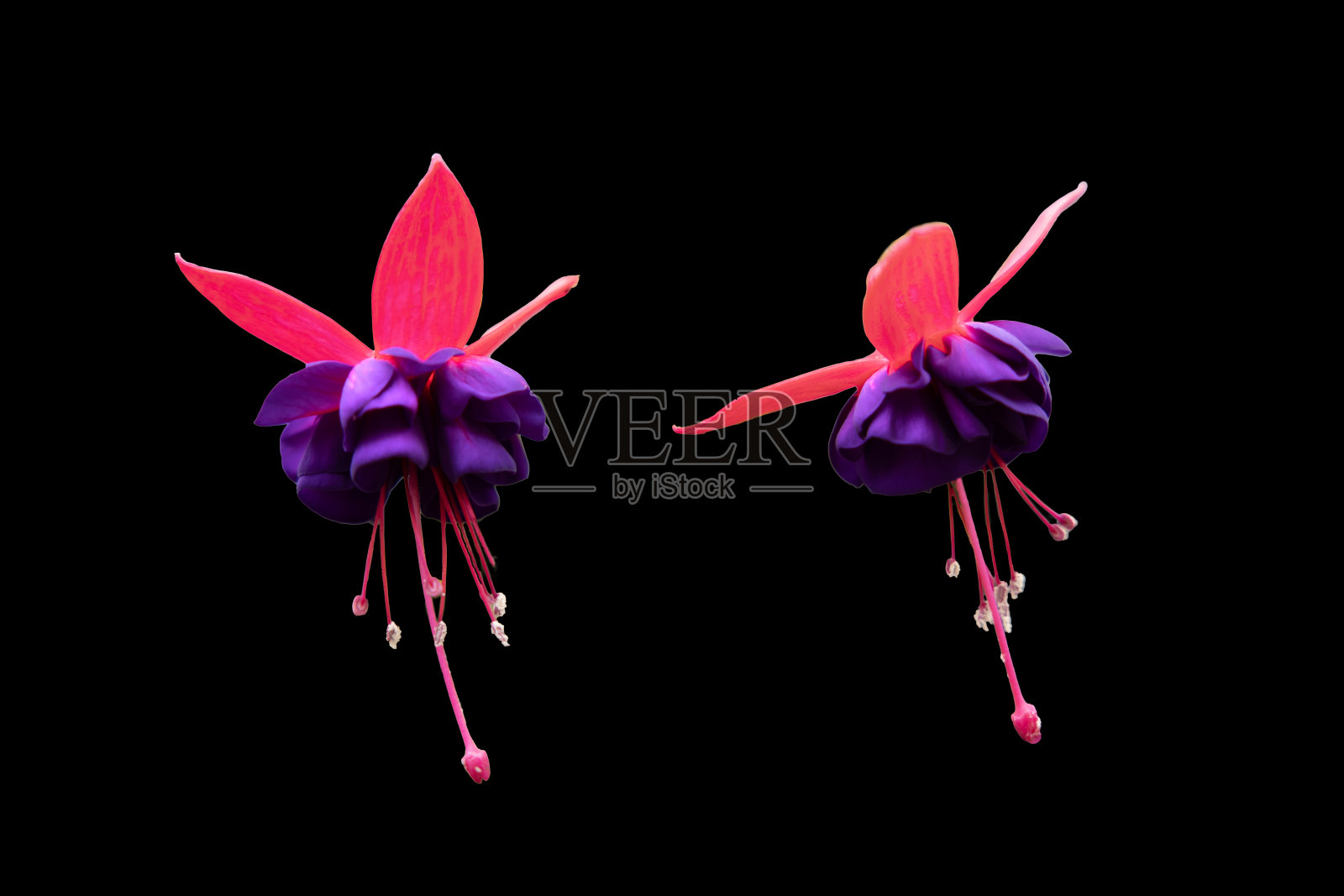 紫红色在黑色的背景上。照片摄影图片