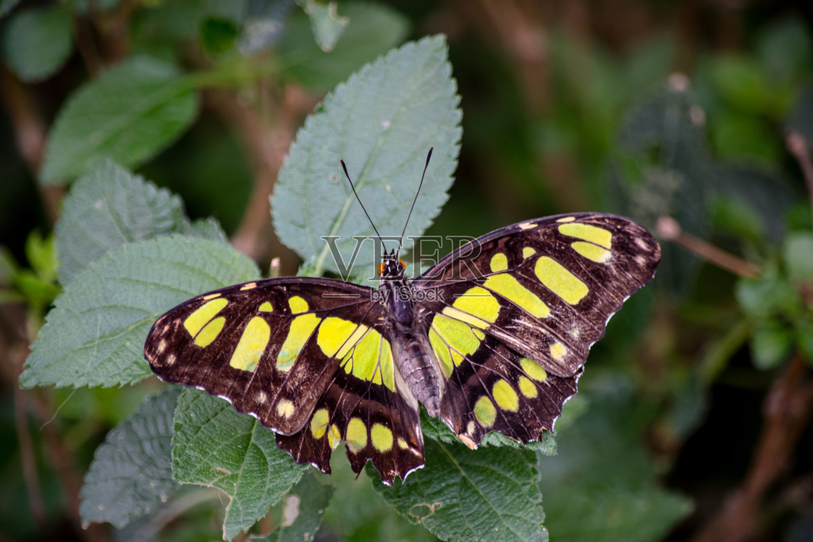孔雀石蝴蝶特写(Siproeta石碑)照片摄影图片