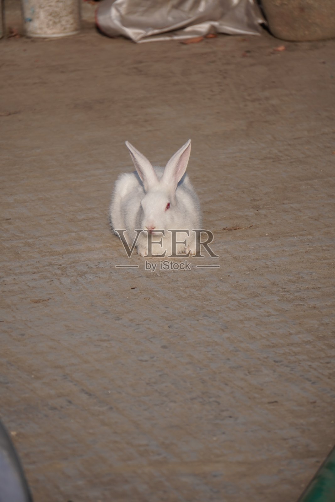 白色的兔子照片摄影图片