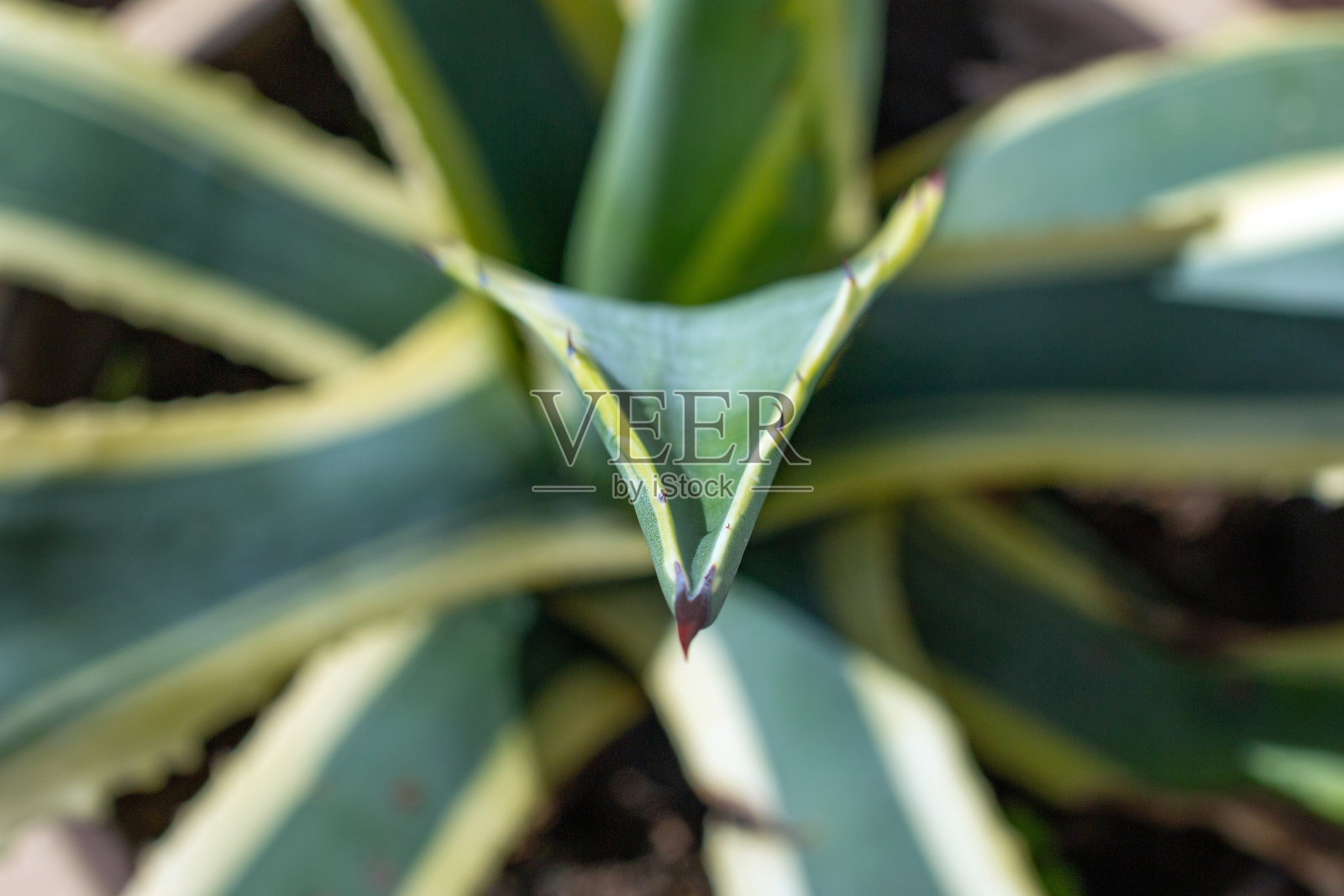 花园里的仙人掌特写照片摄影图片