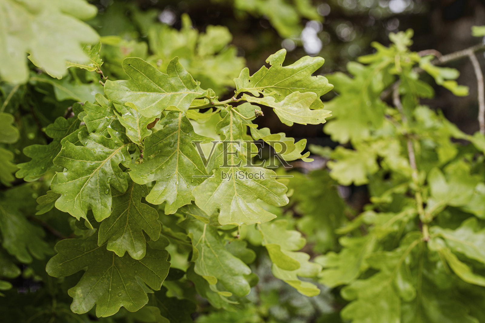 有花序的橡树绿叶在初夏带雨点,精选焦点。照片摄影图片