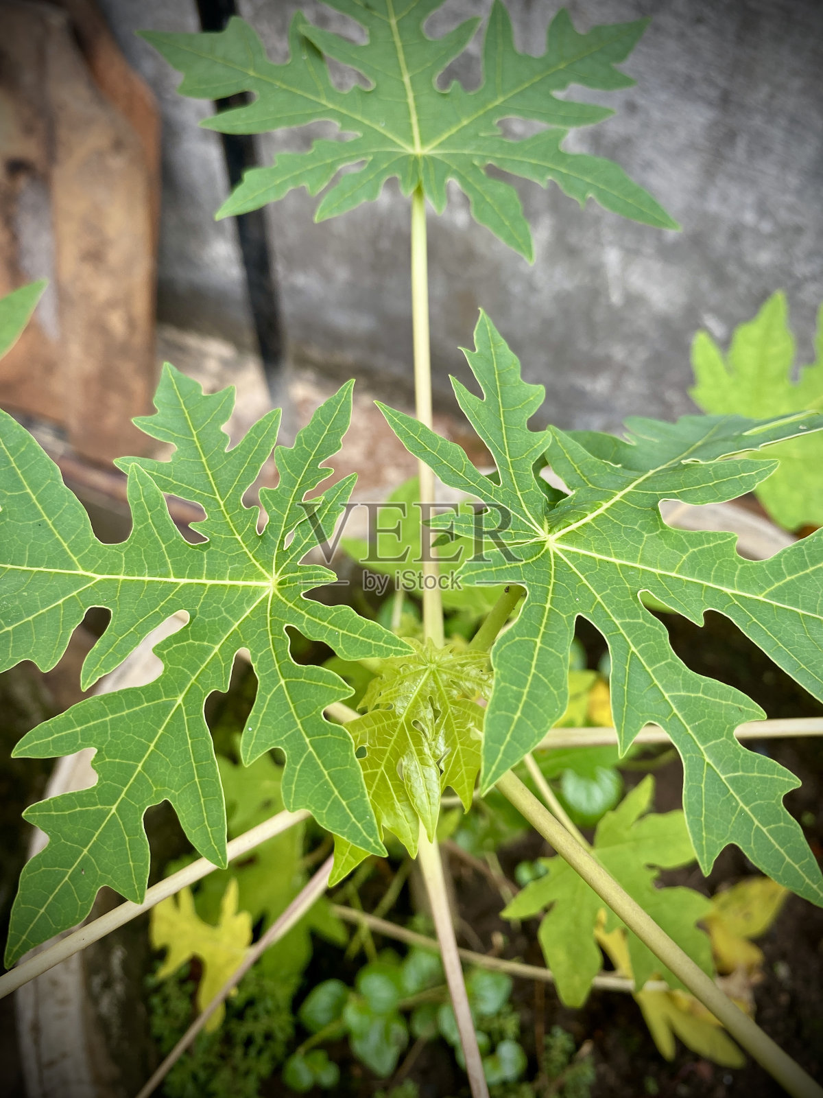 小的绿色木瓜叶子在锅里照片摄影图片