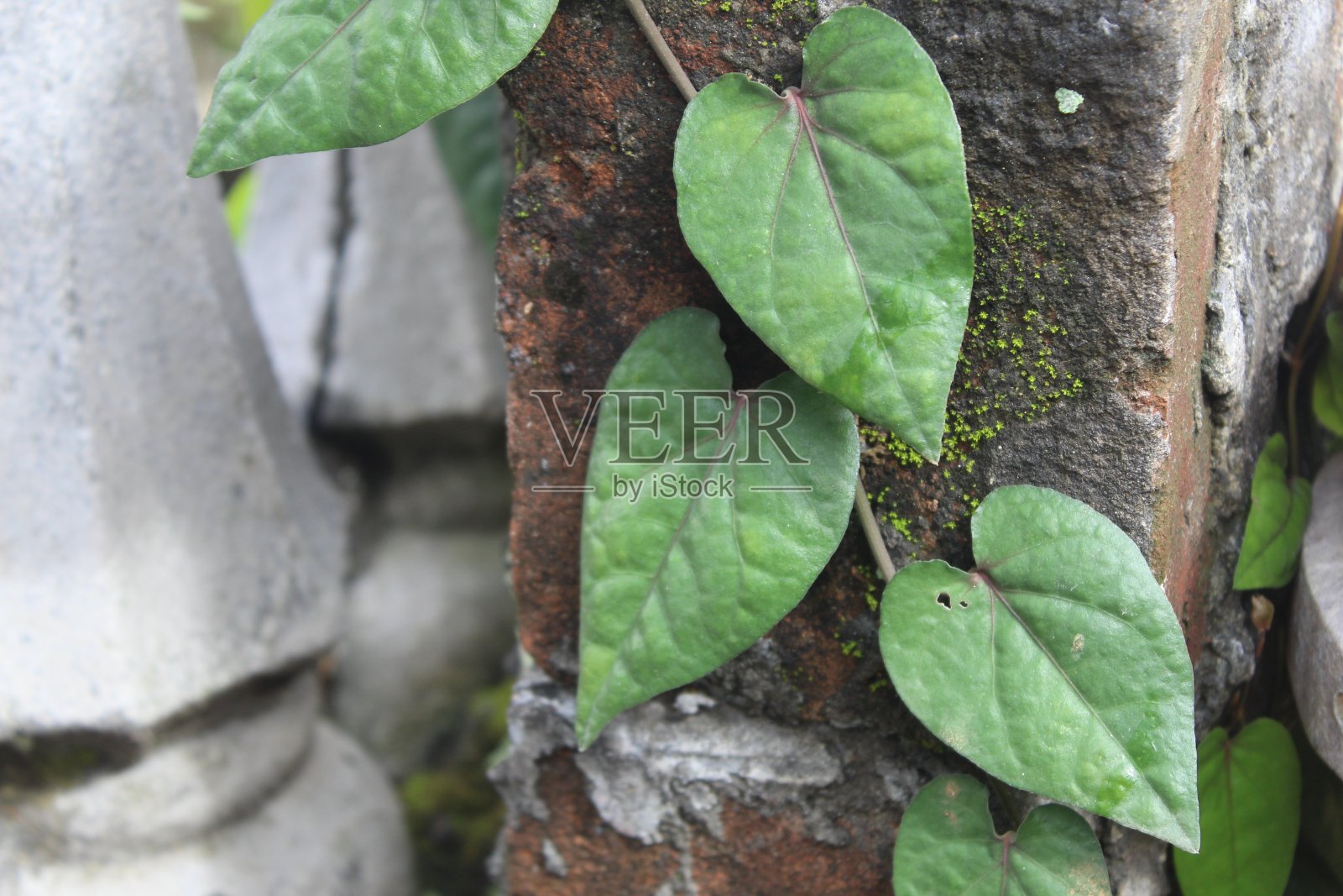 植物长在墙上照片摄影图片