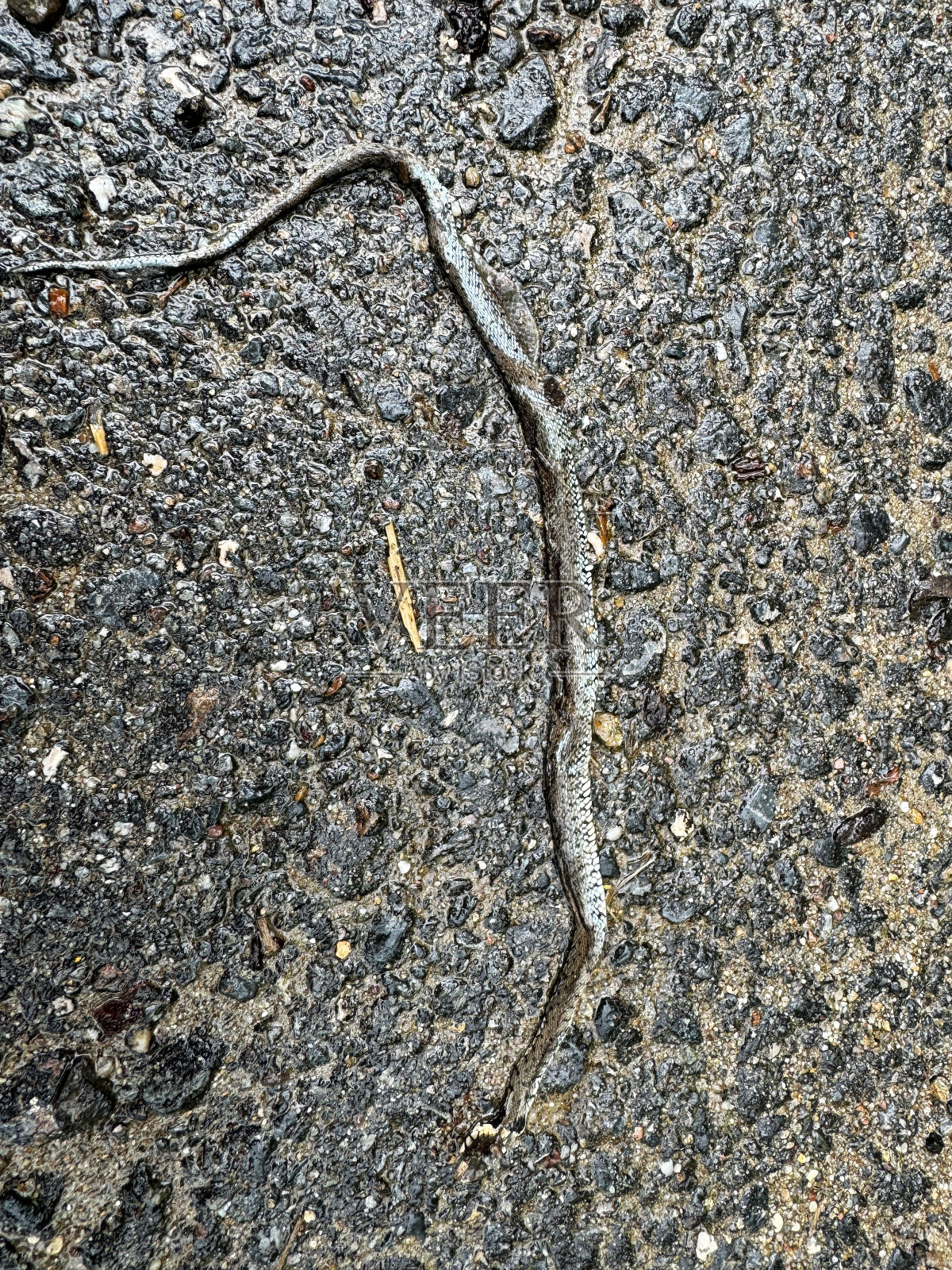 路上有条死蛇照片摄影图片