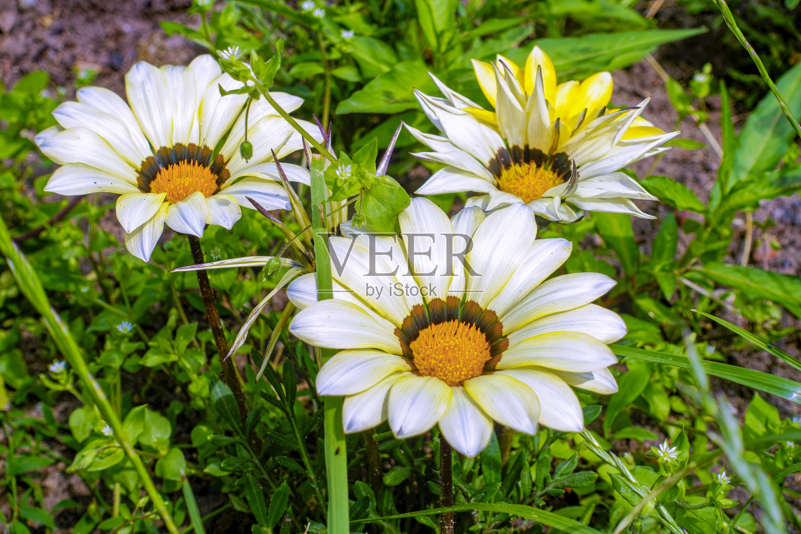 黄色和白色的栀子花。照片摄影图片