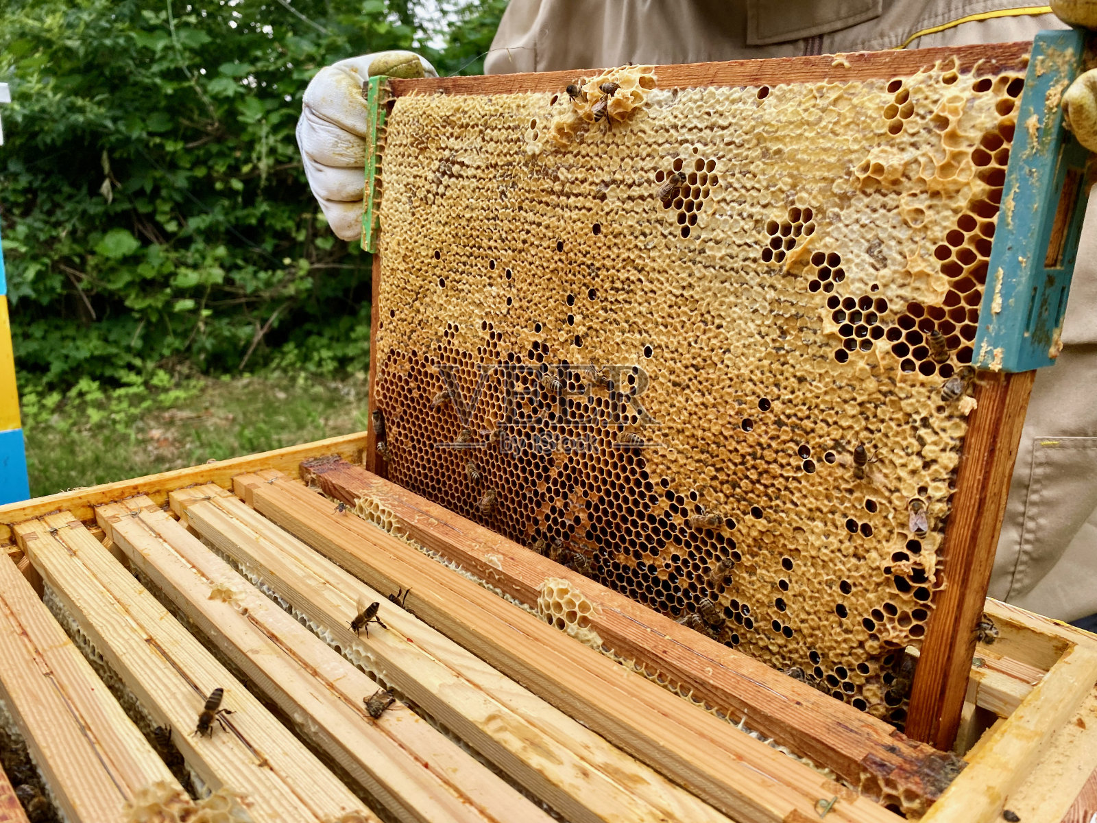 从蜂窝中取出的蜂窝特写。照片摄影图片