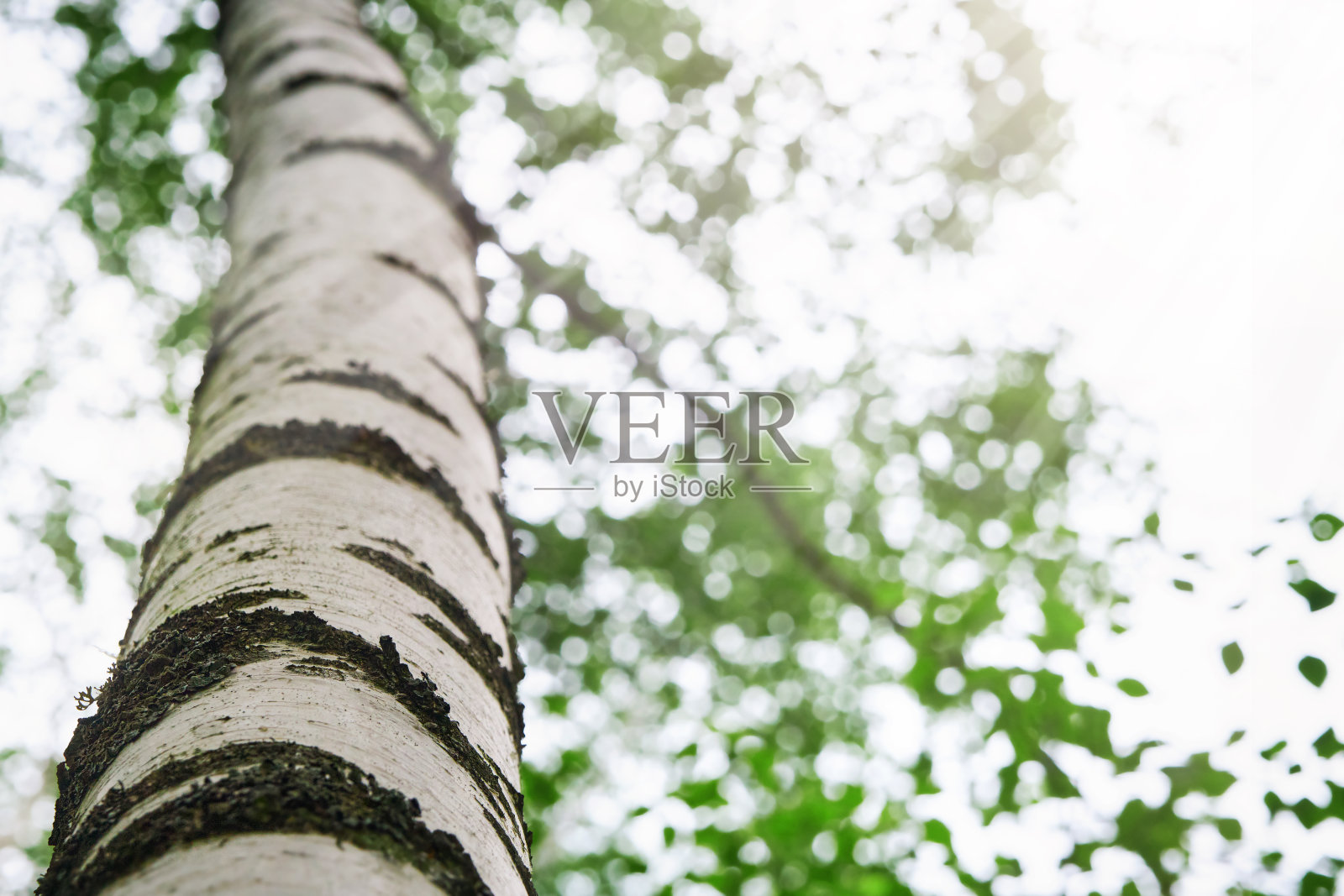 桦树的树皮与明亮的树叶和阳光穿透柔软,模糊的背景茂密的森林。春天桦树与阳光的近距离照片。抽象的自然背景。放文字的地方。照片摄影图片