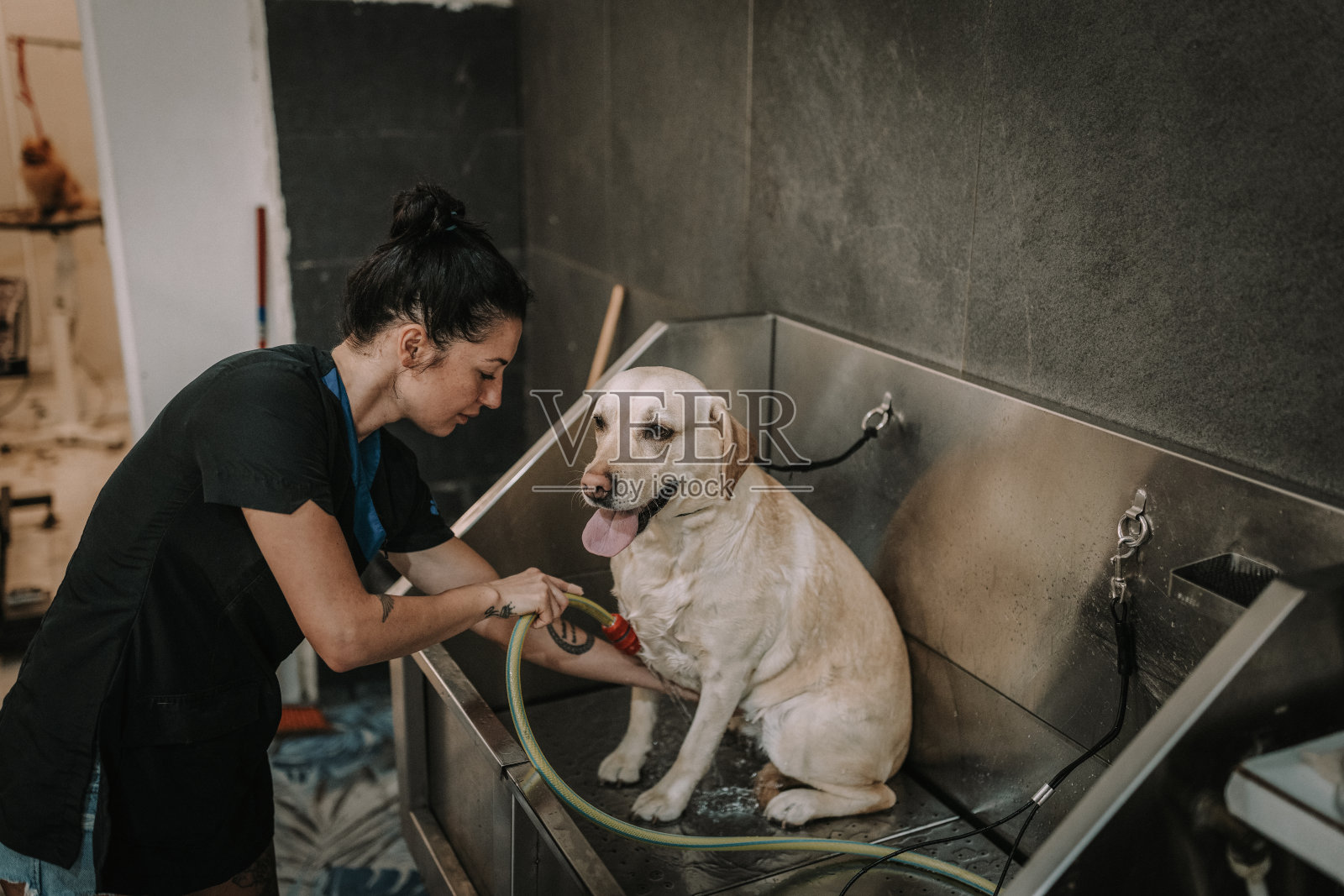 拉布拉多在狗狗美容沙龙洗澡照片摄影图片