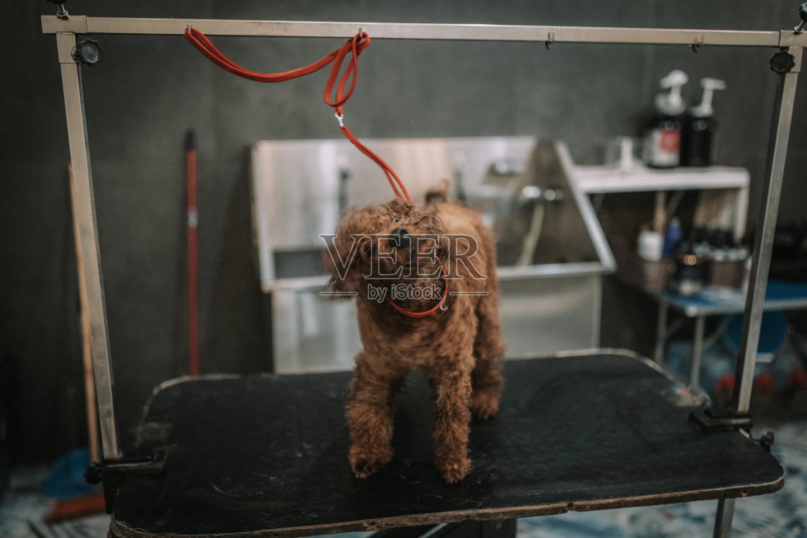 红贵宾犬在美容沙龙接受美容照片摄影图片