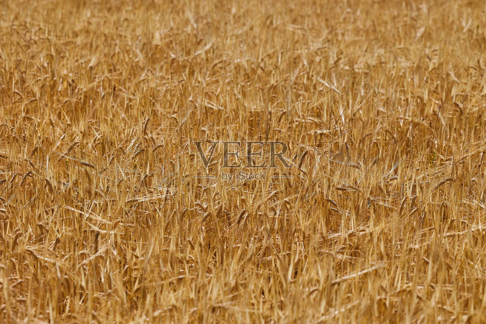 西班牙,夏天麦田里的小麦和大麦照片摄影图片