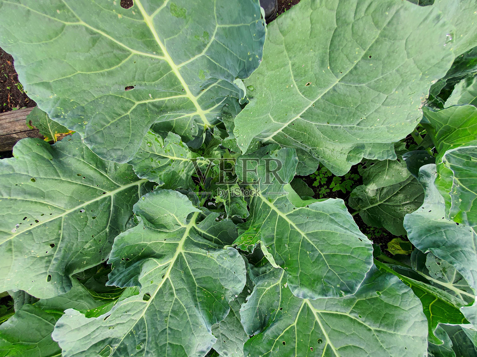 菜园里准备收割的卷心菜照片摄影图片