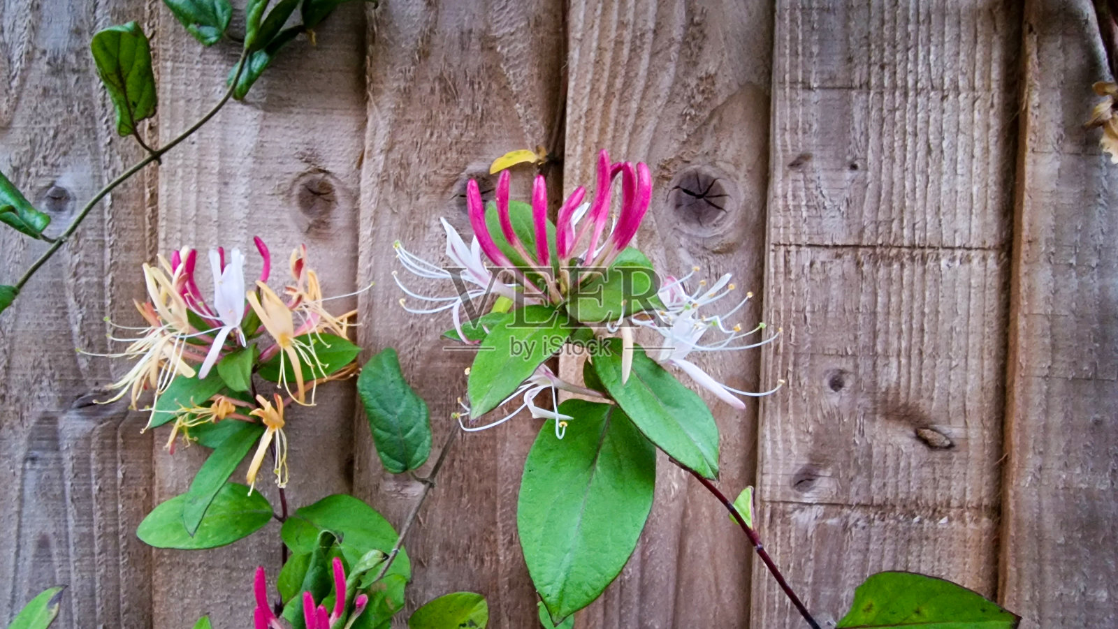 金银花长在木栅栏上照片摄影图片