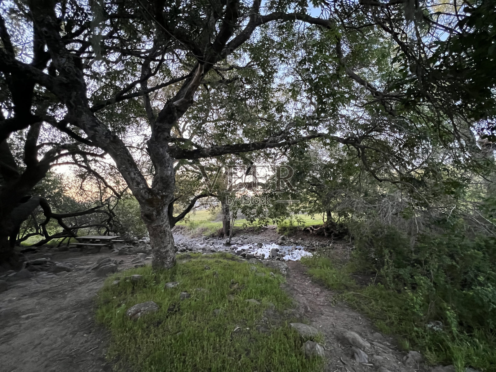 鹤溪地区公园,索诺玛县,CA照片摄影图片