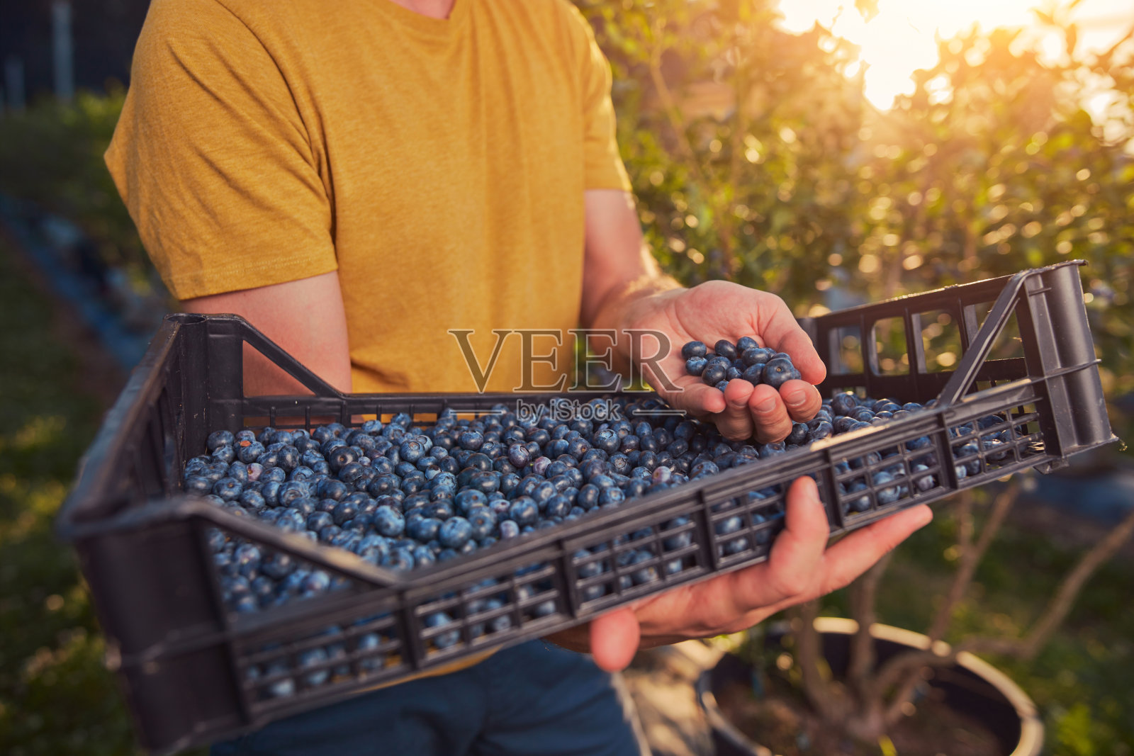 农民在农场采摘新鲜蓝莓。照片摄影图片