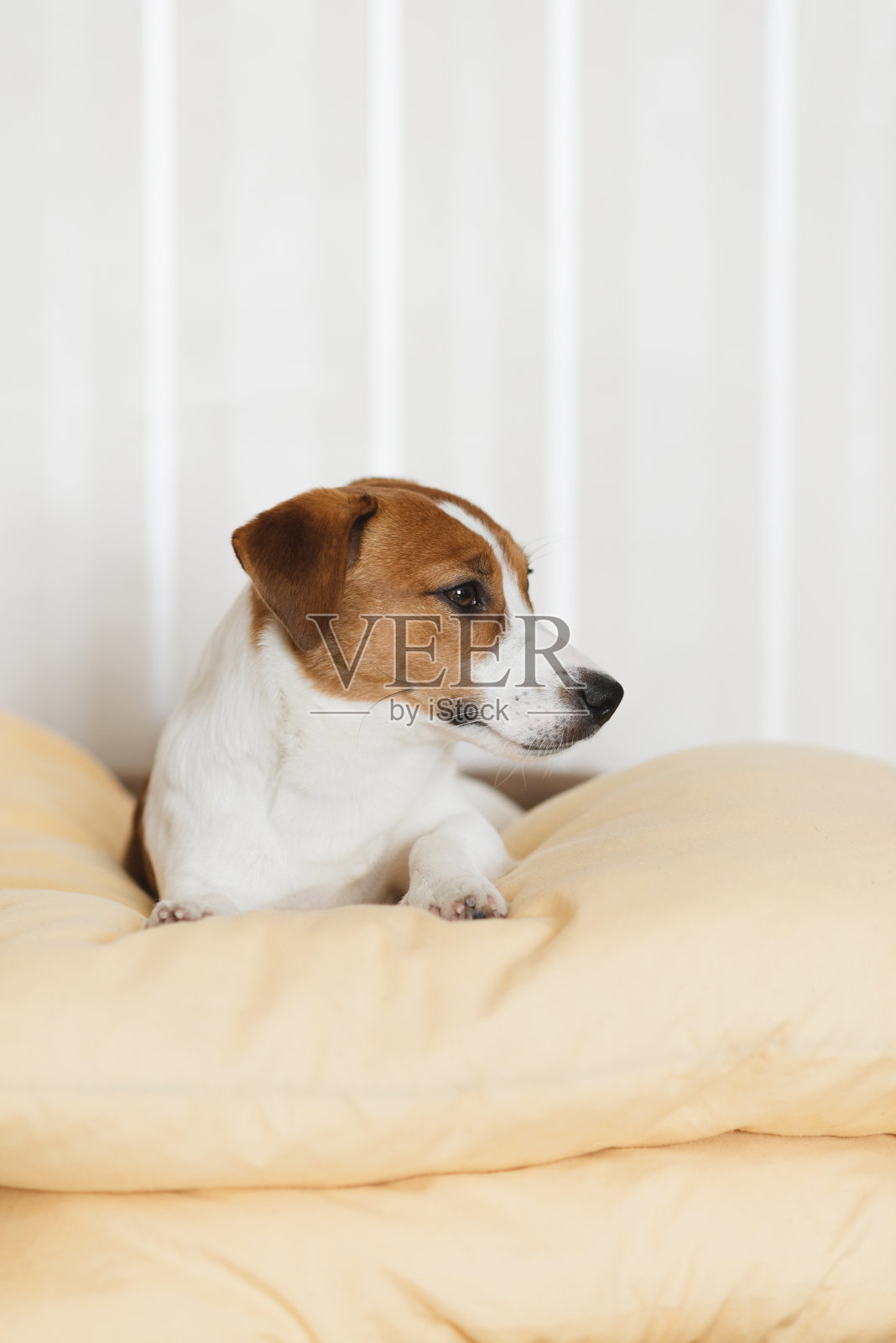 可爱的杰克罗素梗狗躺在家里的黄色床上照片摄影图片