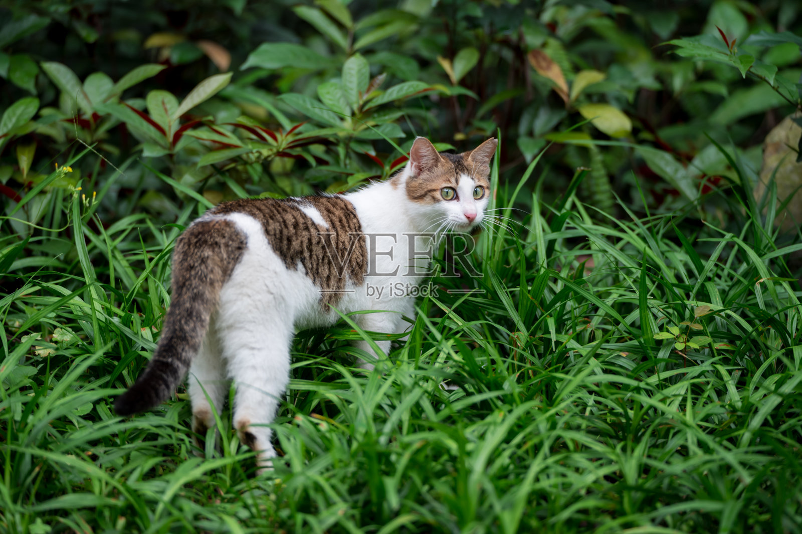 小猫在公园的草地上照片摄影图片