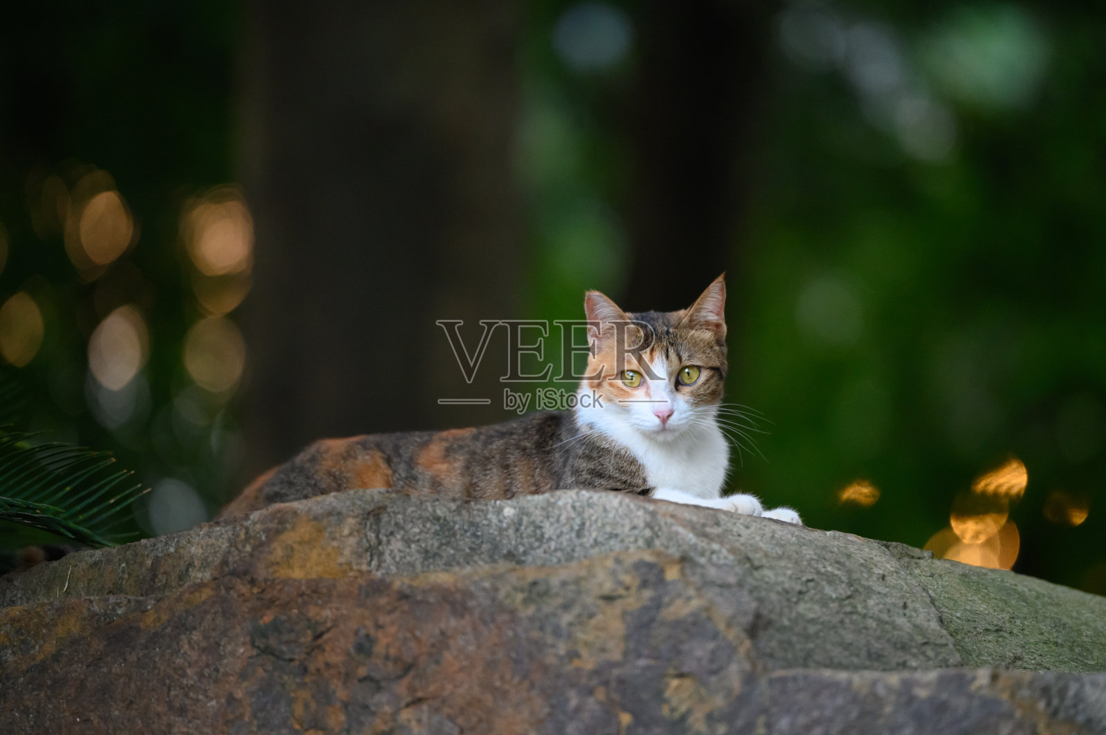 猫在岩石上休息。照片摄影图片