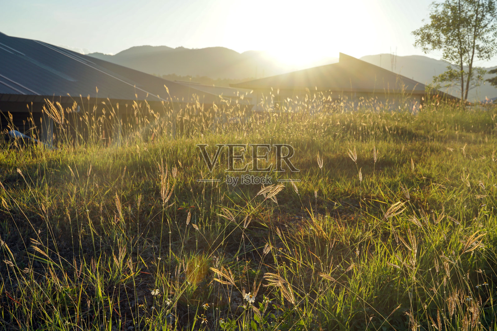 路边的草花随风摇曳,随着晚霞晚霞的气息,显得十分美丽。柔和和选择性聚焦。照片摄影图片