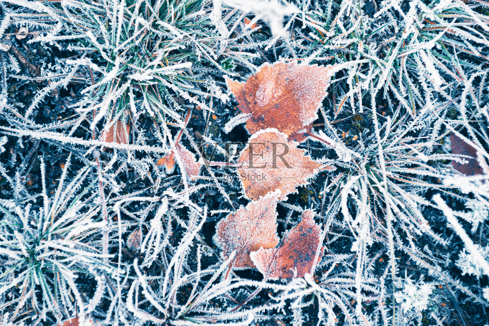 秋天森林里被霜覆盖的叶子和草。抽象秋天的自然背景照片摄影图片