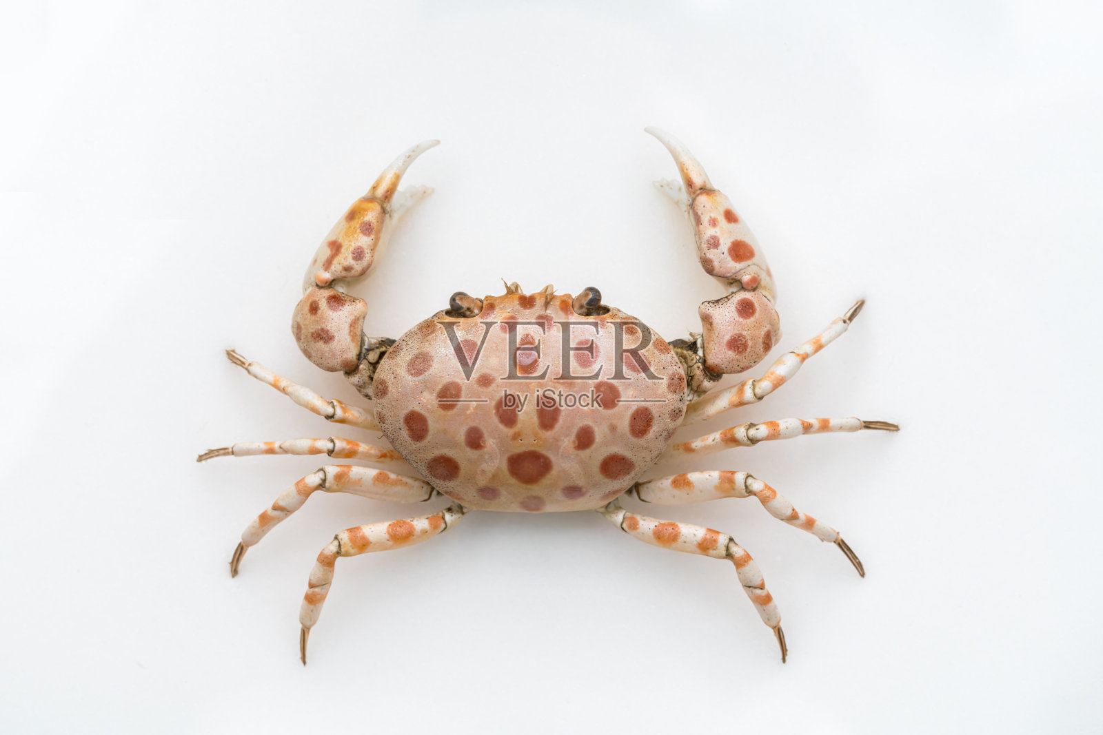 美丽的蟹壳孤立在白色的背景照片摄影图片