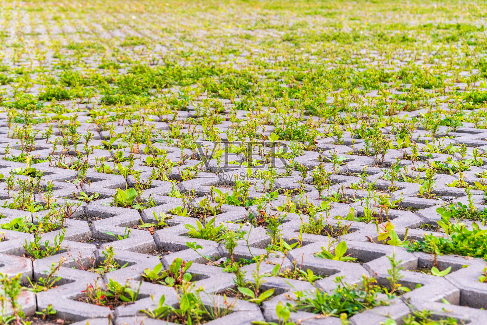 绿草如茵,穿过鹅卵石铺砌,室外花园地板背景照片纹理照片摄影图片