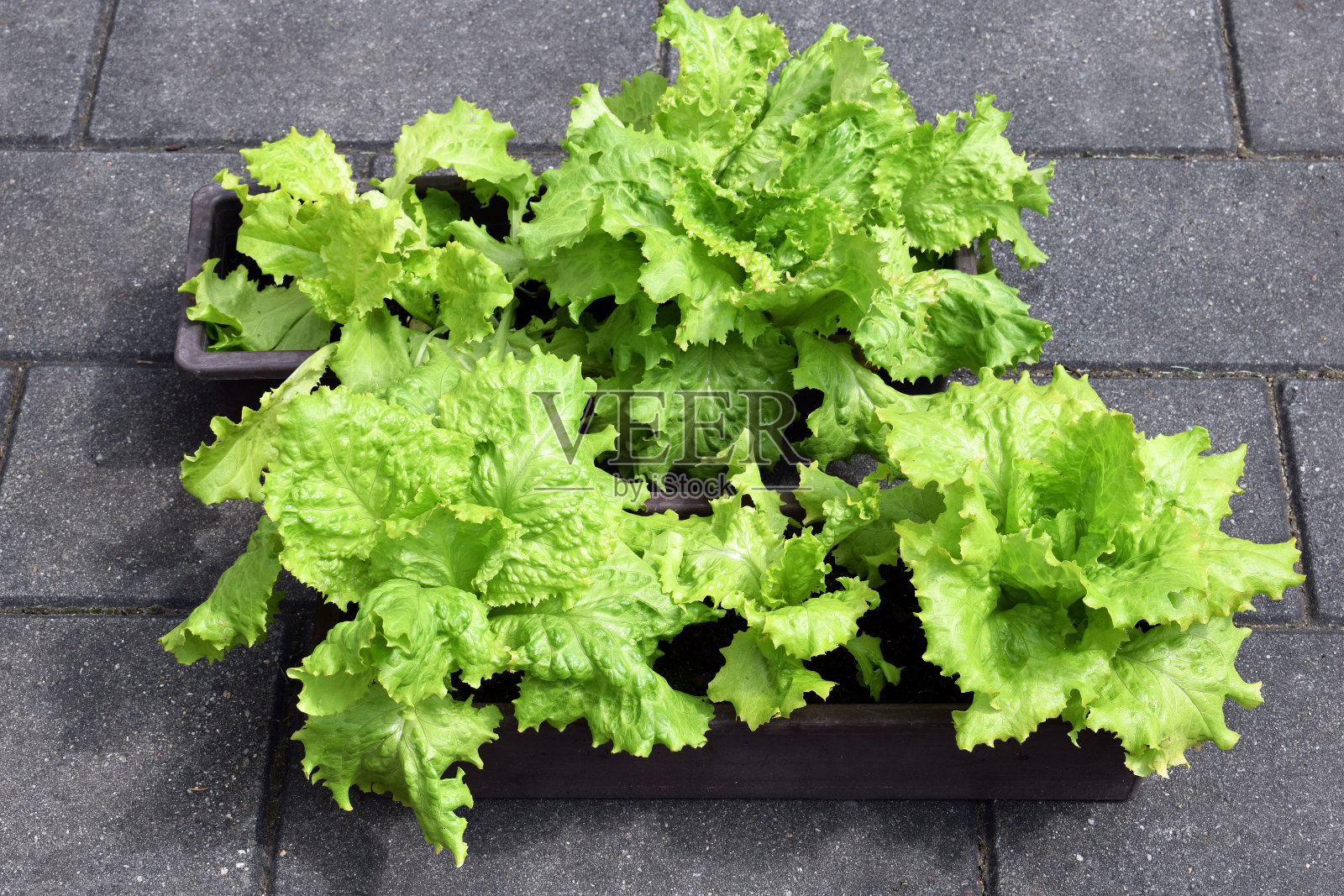 窗框里的莴苣照片摄影图片