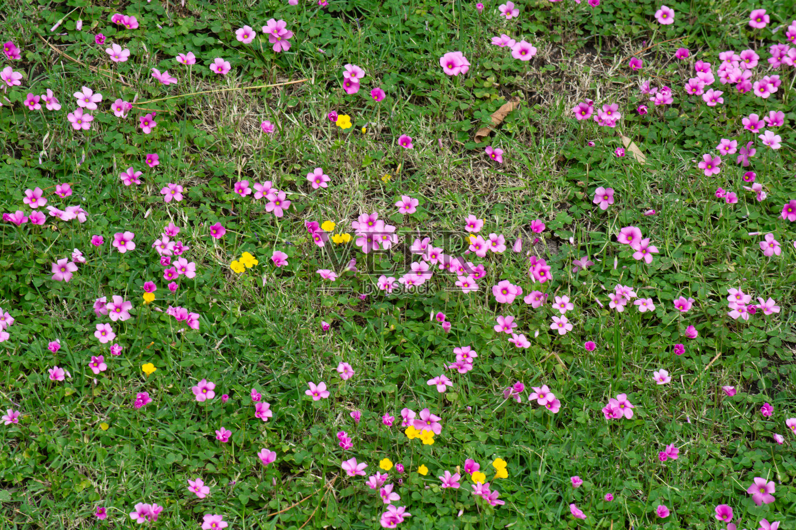绿色的草地纹理与粉红色的野花照片摄影图片