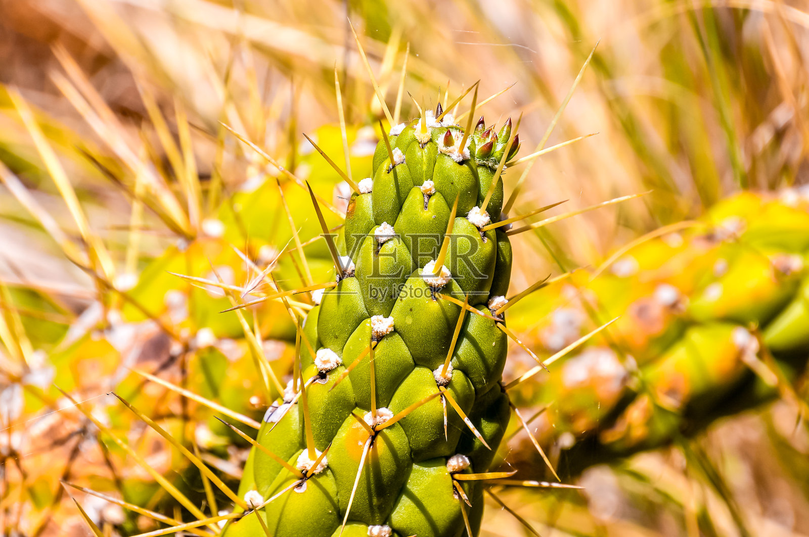 仙人掌纹理背景照片摄影图片