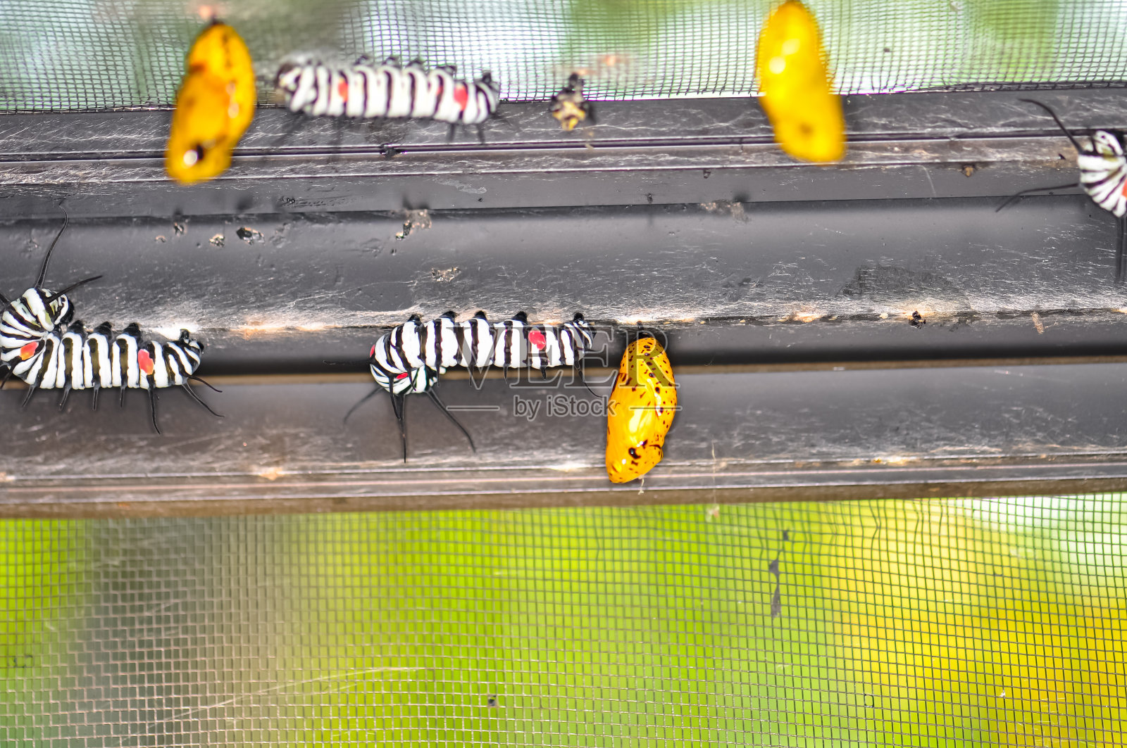 一个巨大的树若虫幼虫。一只美丽的大毛毛虫的微距照片照片摄影图片