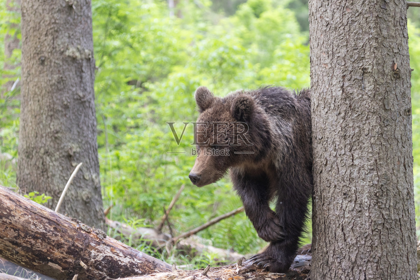 在绿色的夏季森林里,树后面有一只棕熊照片摄影图片