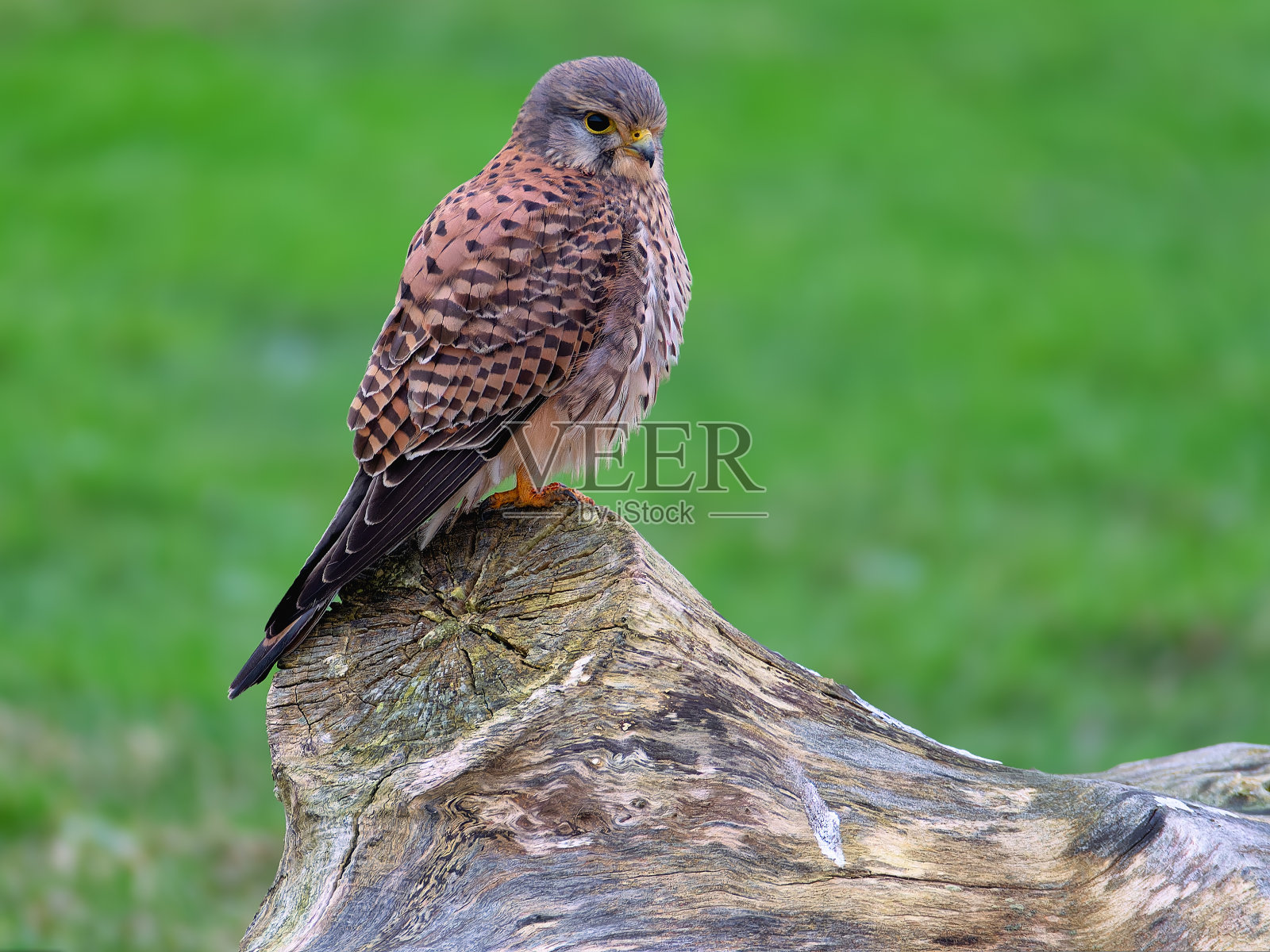 常见的红隼。红隼被称为小猎鹰。一只猛禽坐在一根圆木上,注视着它的猎物。照片摄影图片