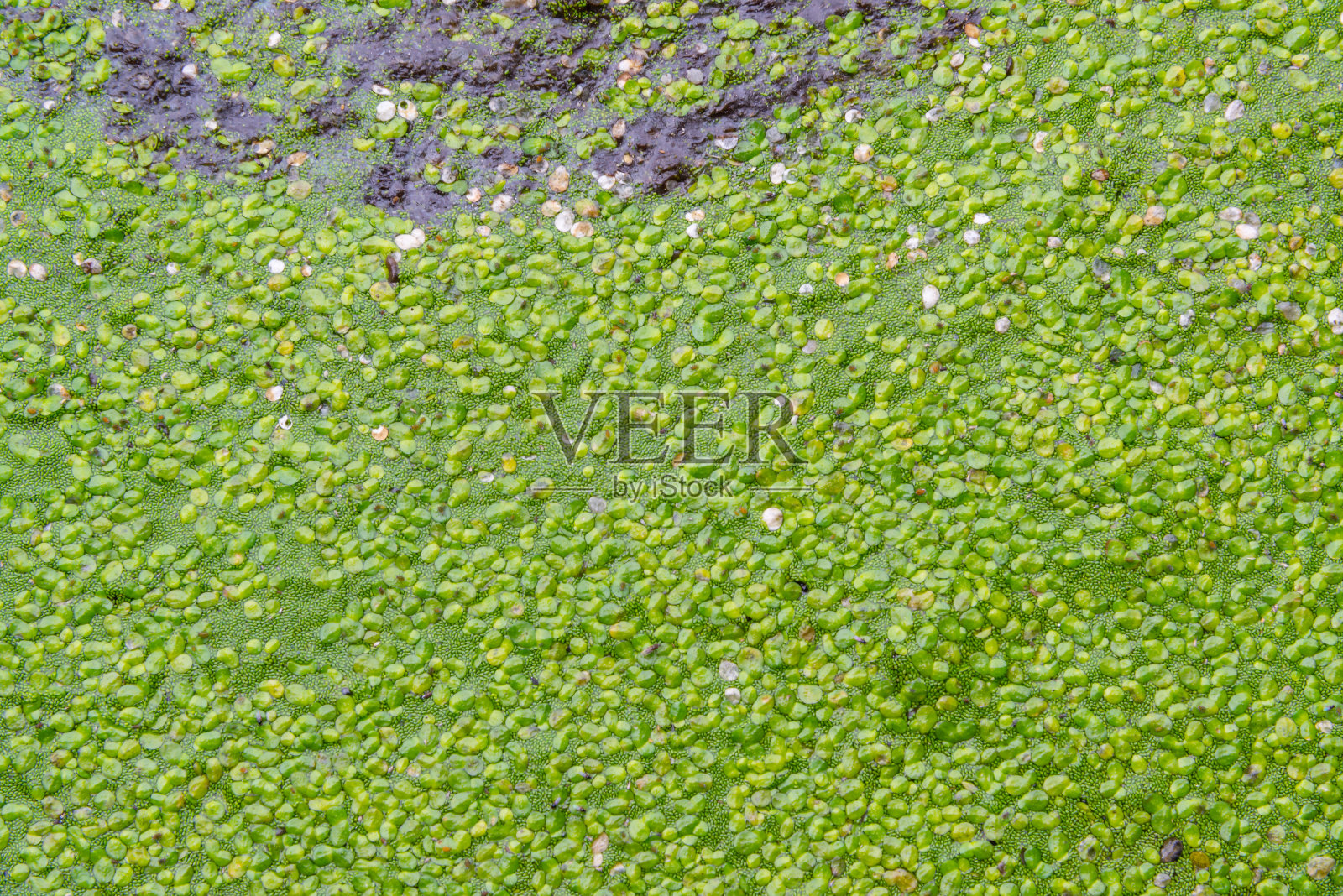 一尘不染的水粉,无根的浮萍(Wolffia arrhiza)和浮萍(lena turionifera)在一个停滞的淡水池塘照片摄影图片