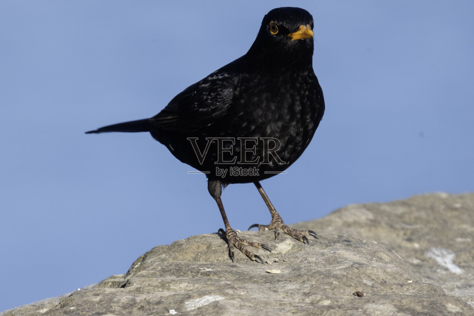 黑鸟照片摄影图片