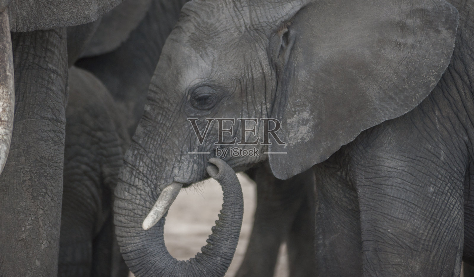 小象照片摄影图片